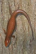 Image of Broad-headed Skink