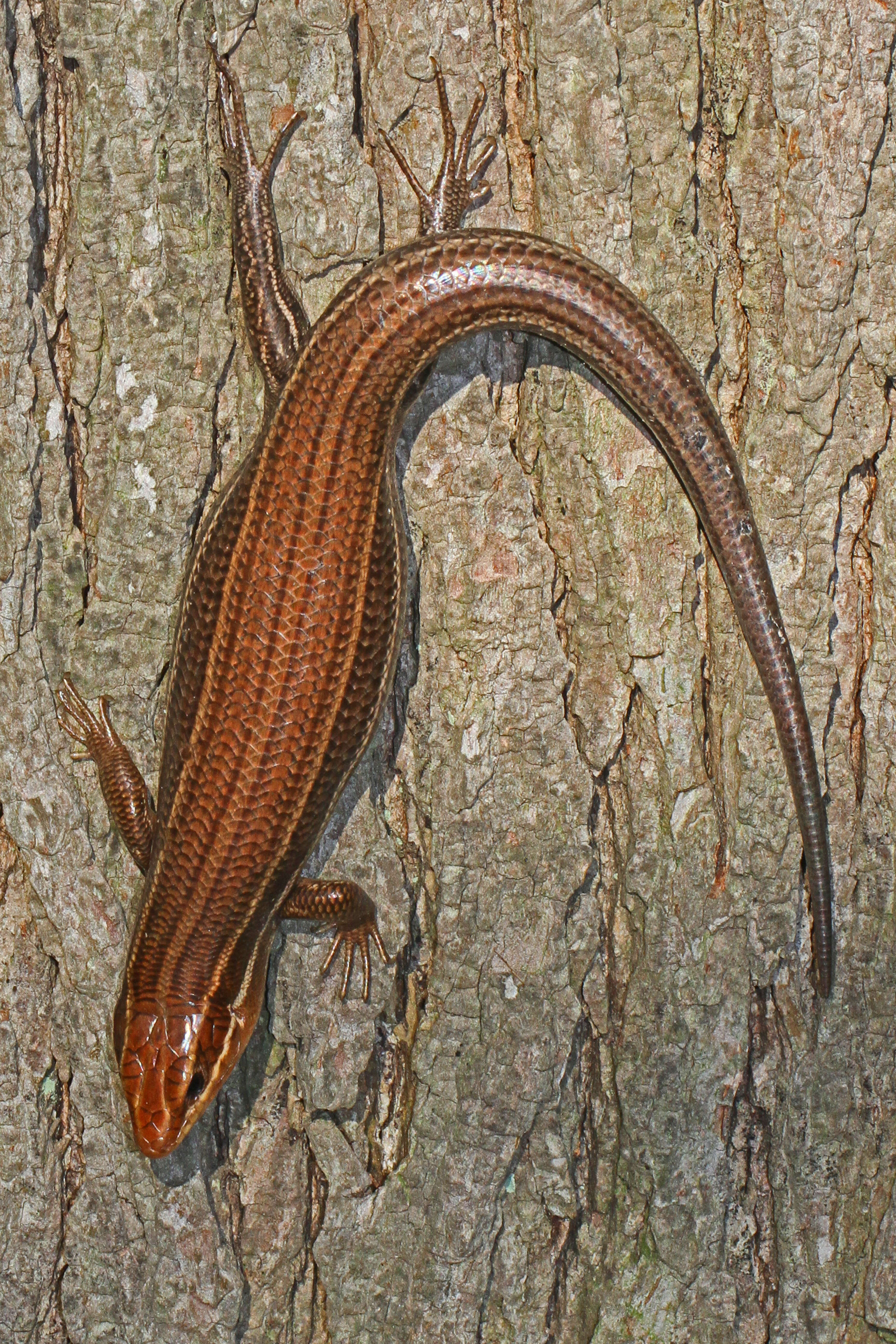 Image of Broad-headed Skink