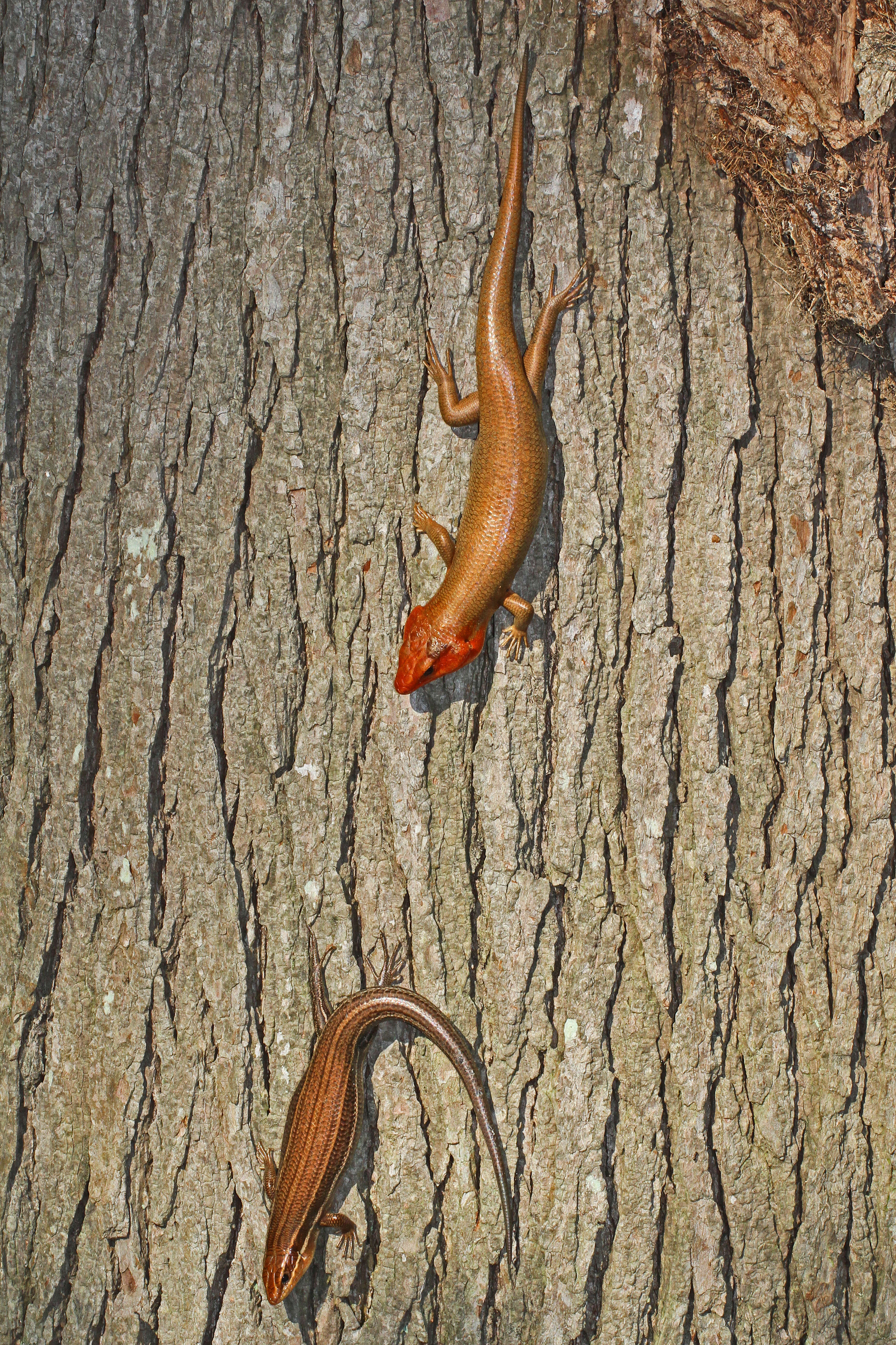 Image of Broad-headed Skink