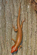 Image of Broad-headed Skink