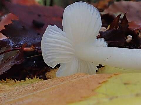 Image of Humidicutis pura (Peck) E. Horak 1990