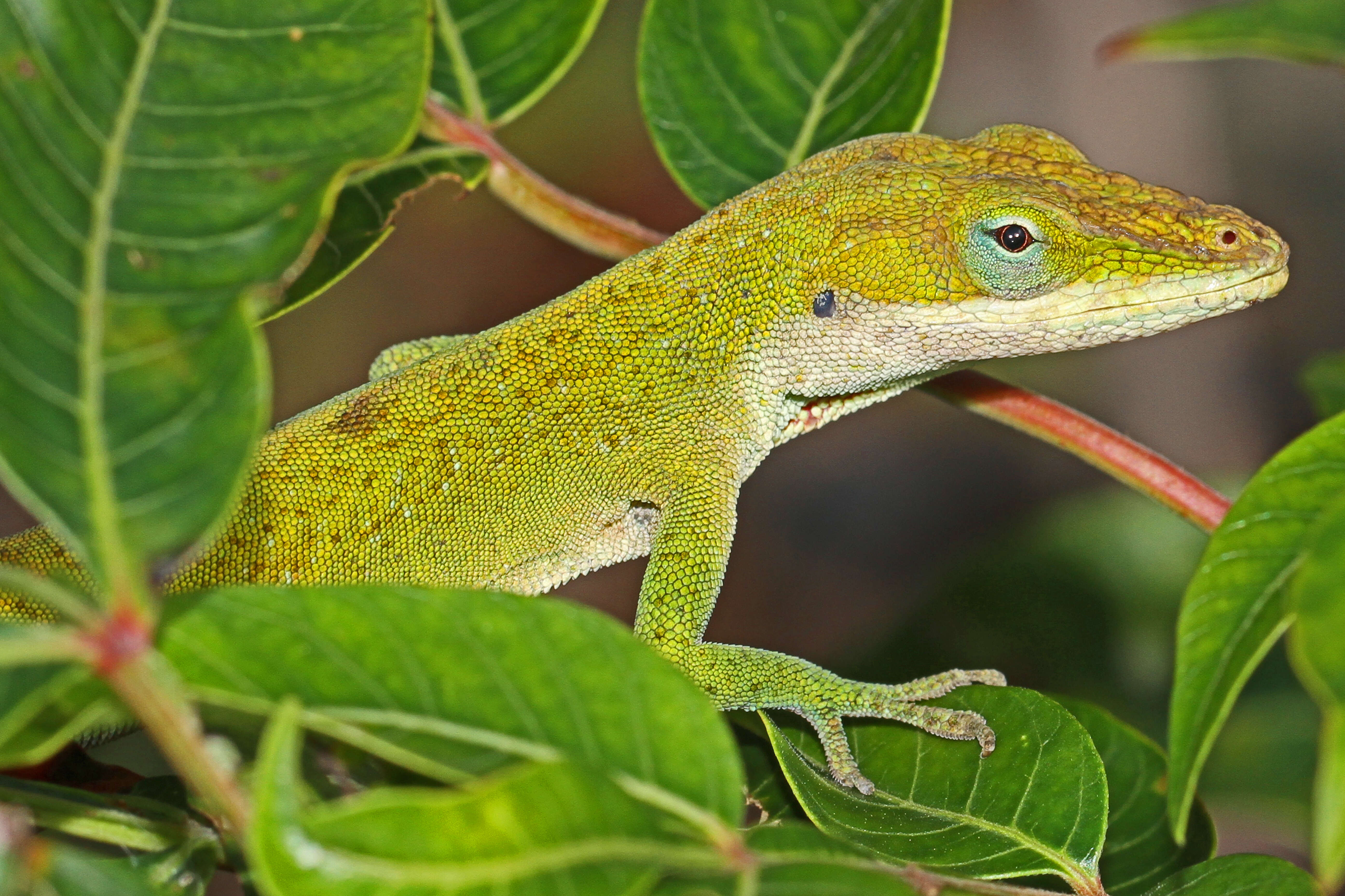 Sivun Anolis carolinensis Voigt 1832 kuva