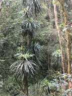 Plancia ëd Dracaena reflexa var. angustifolia Baker