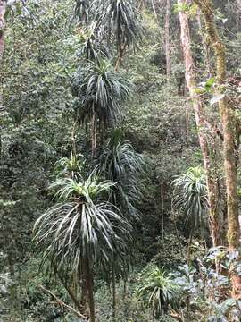 Image of Dracaena reflexa var. angustifolia Baker