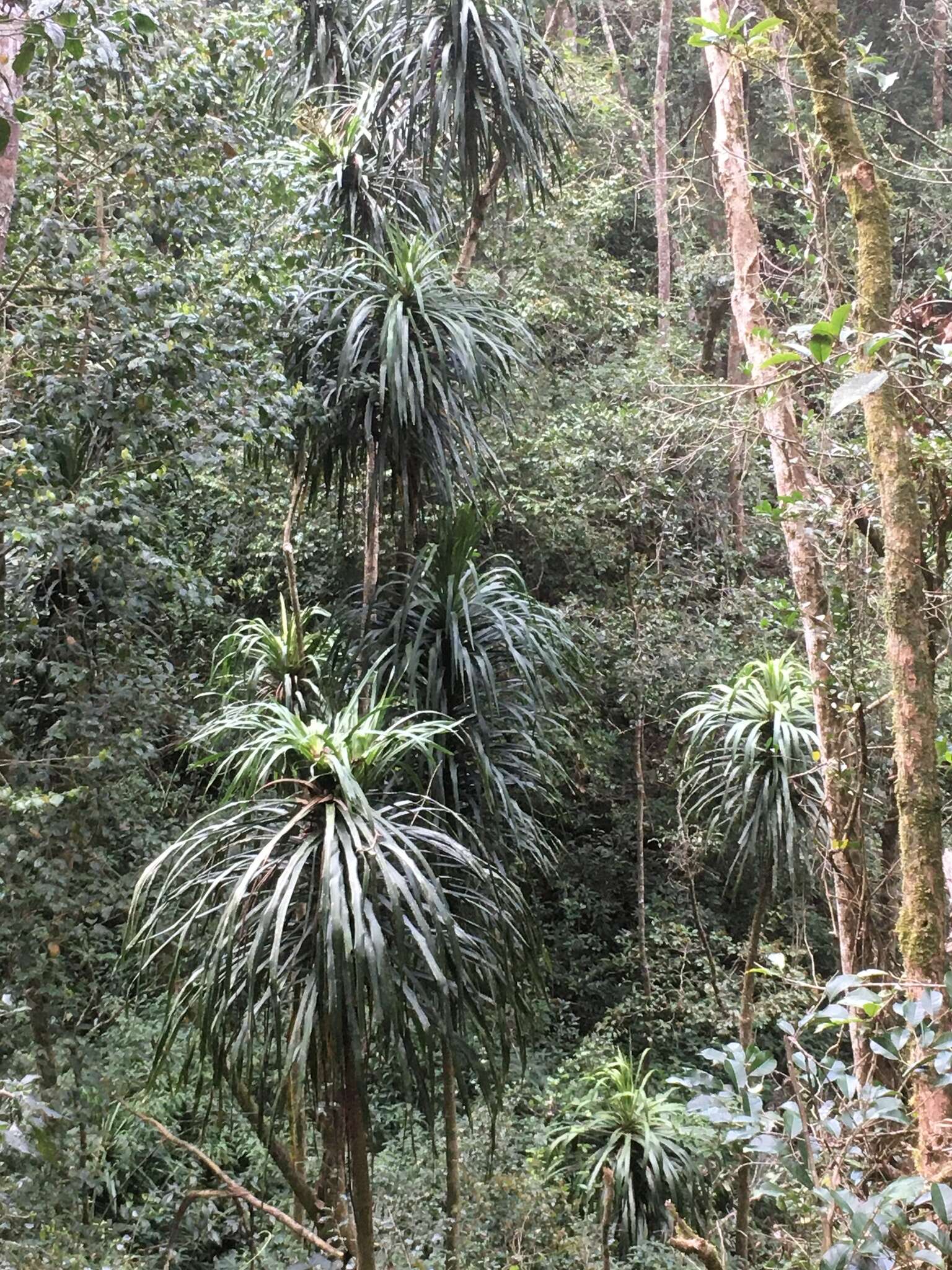 Plancia ëd Dracaena reflexa var. angustifolia Baker