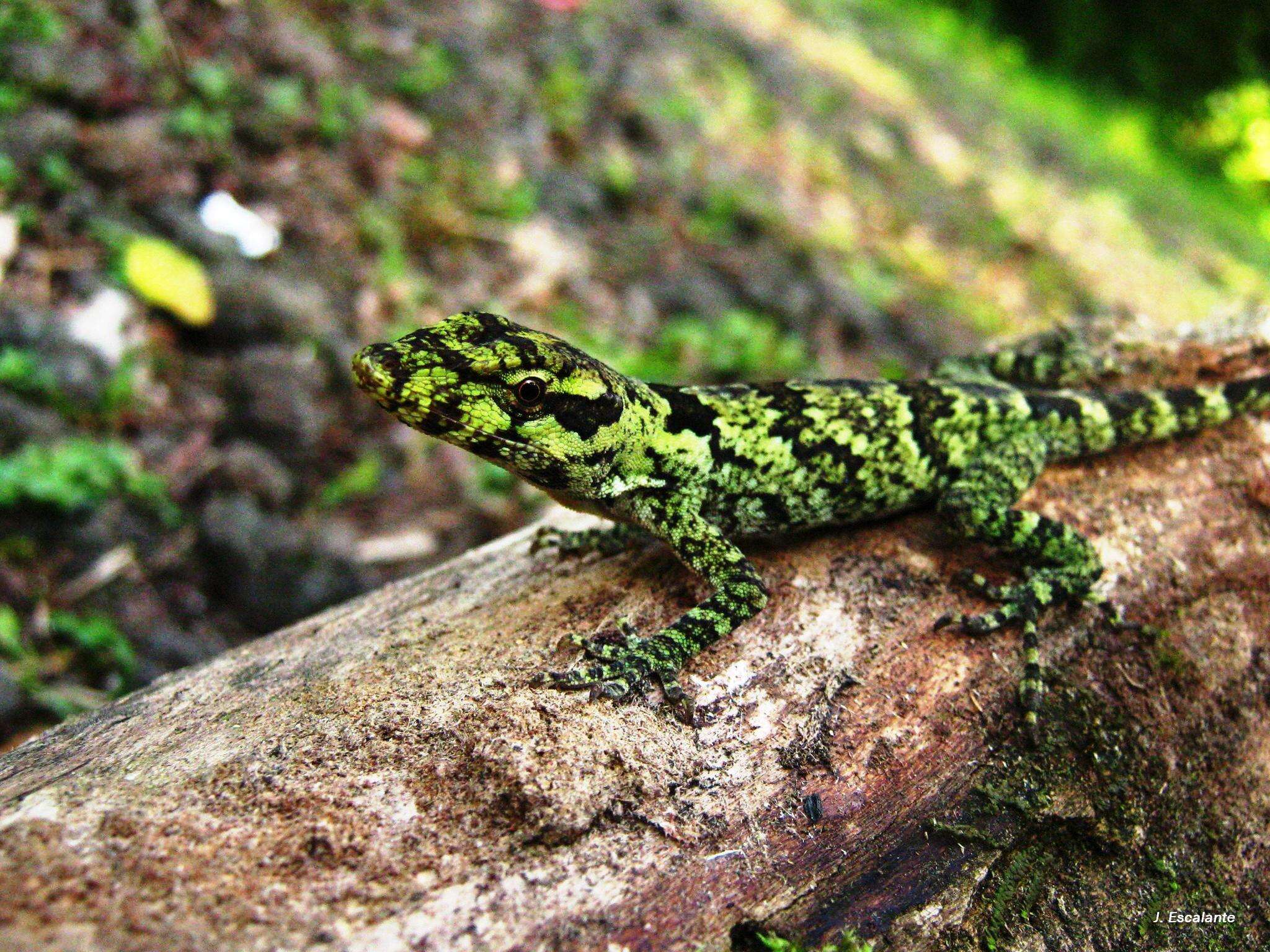 Image of Peters' anole