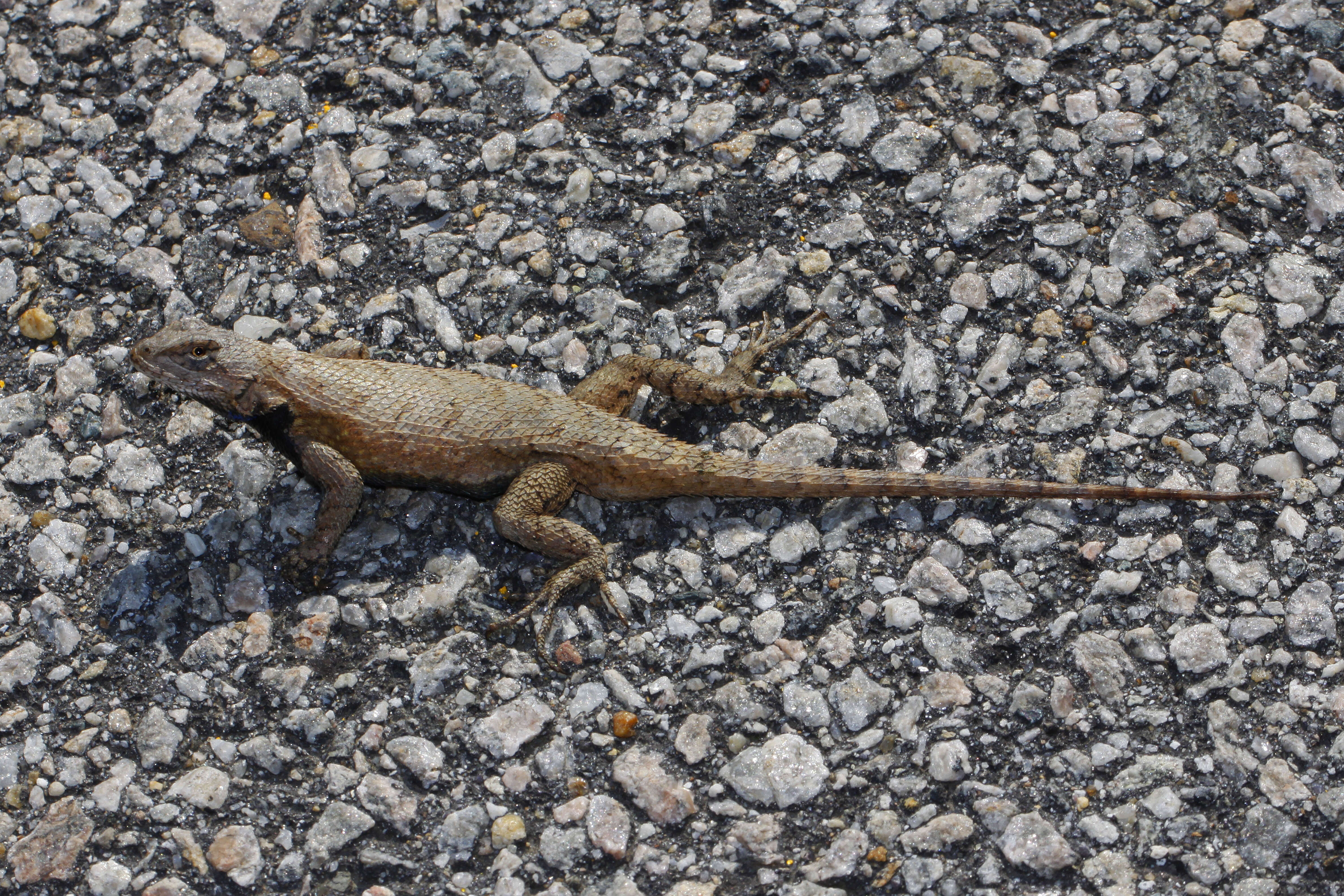 Image of Eastern Fence Lizard