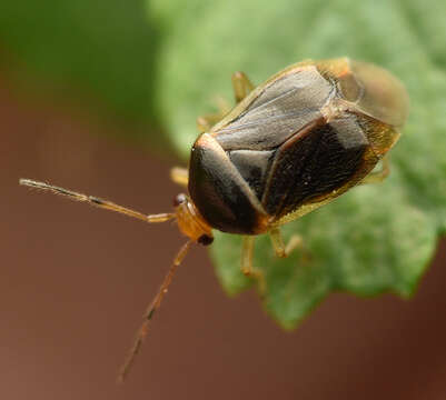 Image of Monalocoris filicis (Linnaeus 1758)