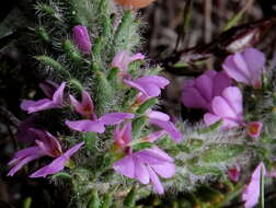 Image of Muraltia thunbergii Eckl. & Zeyh.