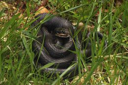 Image of Rat snakes