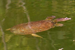 Image of Florida Softshell Turtle