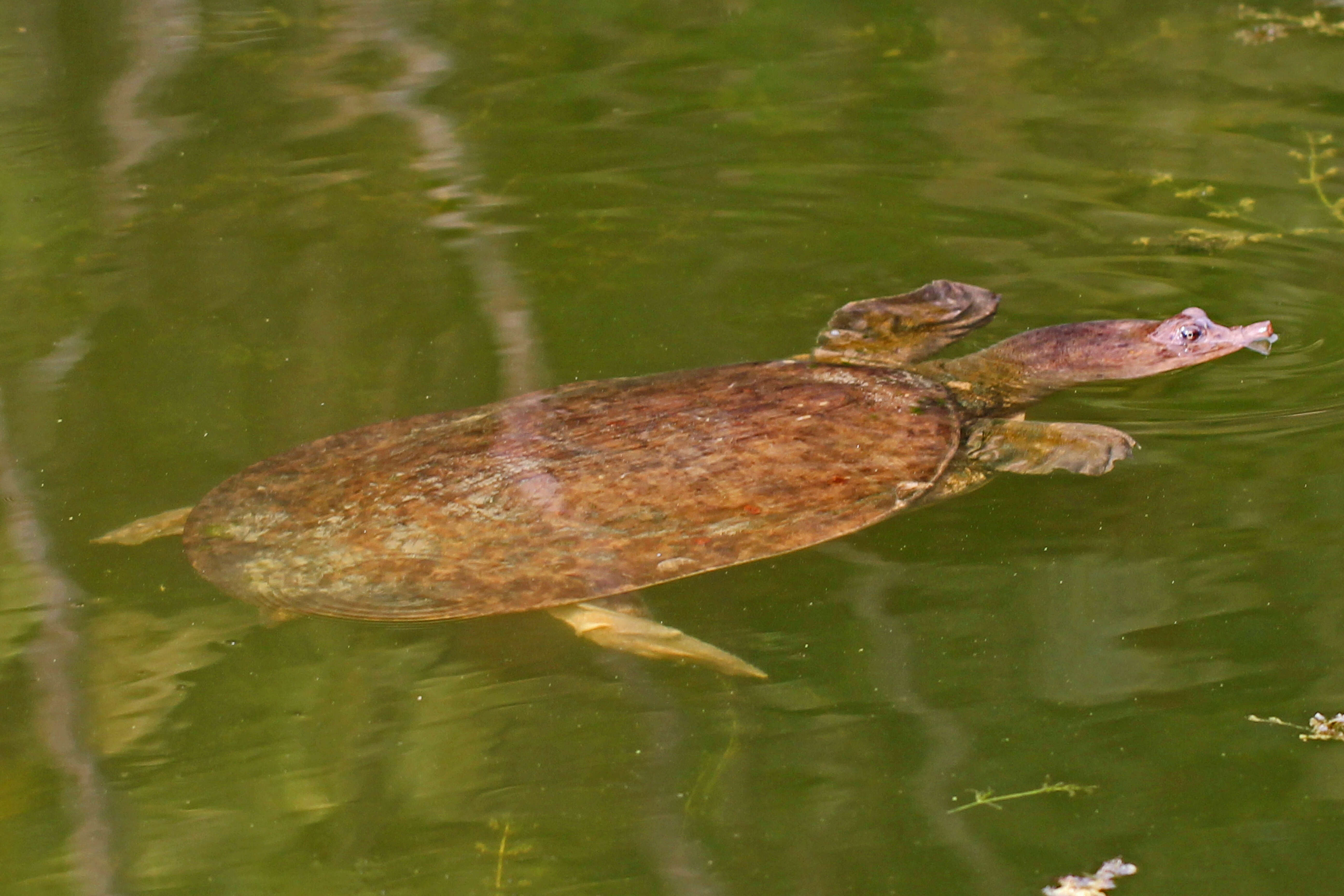 Image of Florida Softshell Turtle