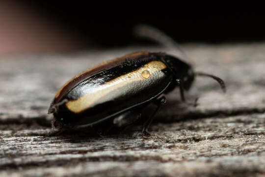 Image of Turnip flea beetle