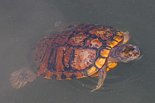 Image of yellow-bellied slider