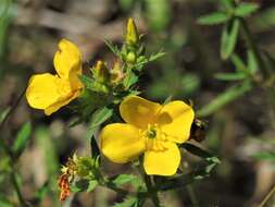 Image of Yellow Meadow-Beauty