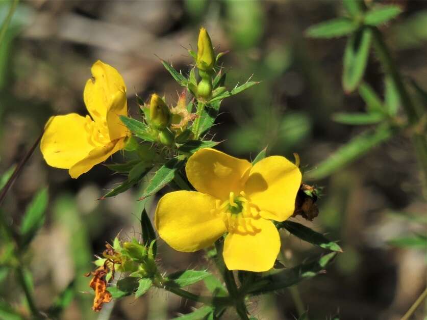 Imagem de Rhexia lutea Walt.