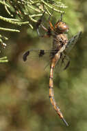 Image of Prince Baskettail