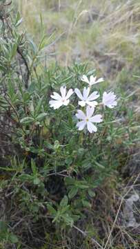 Imagem de Phlox speciosa Pursh