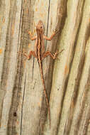 Image of Bahaman brown anole