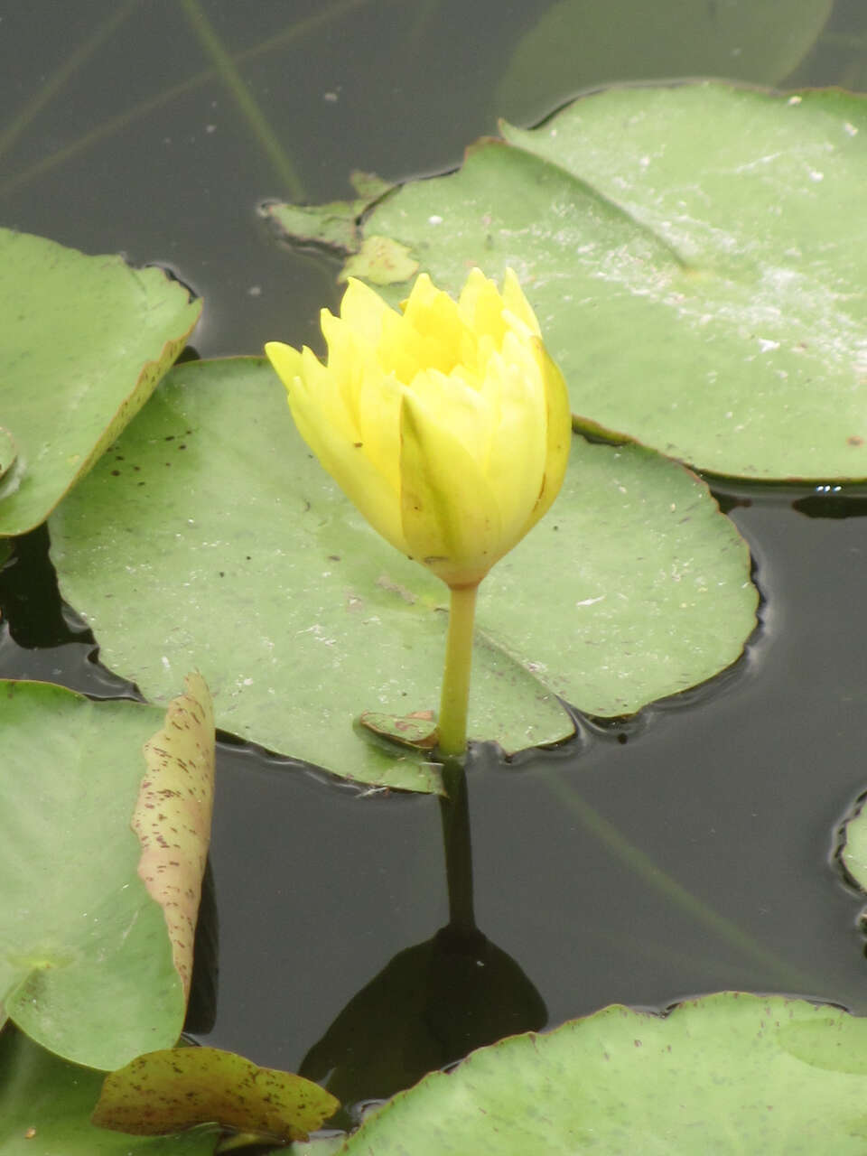 Image of yellow waterlily