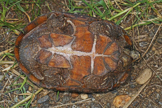 Image of Common Musk Turtle