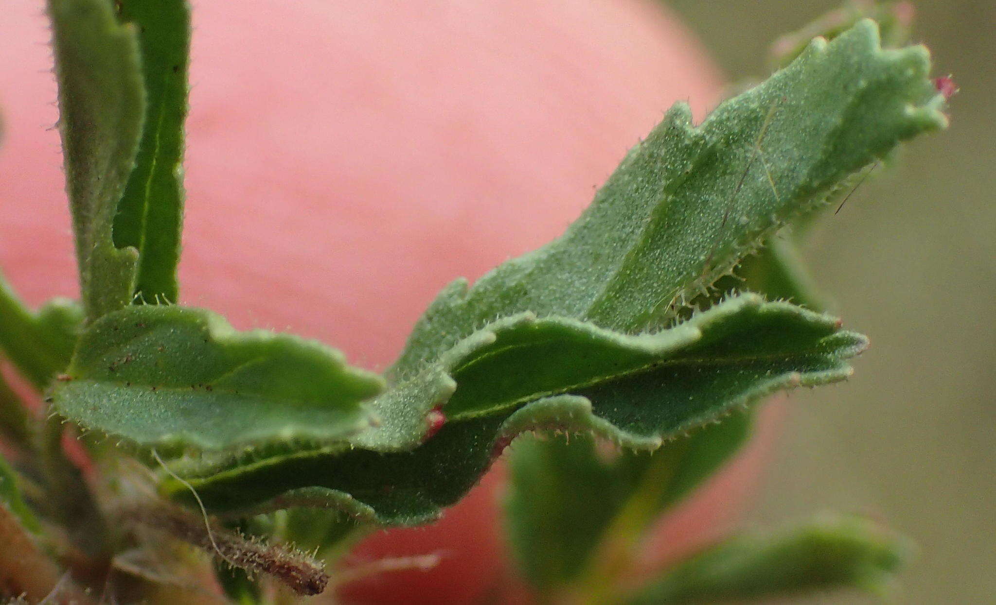 Image of Pink monsonia