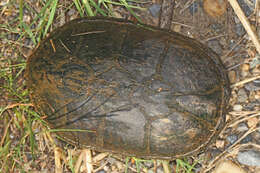 Image of Common Musk Turtle