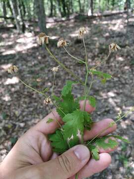 Image of Tanacetum partheniifolium (Willd.) Sch. Bip.