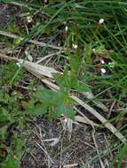 Image de Epilobium amurense Hausskn.