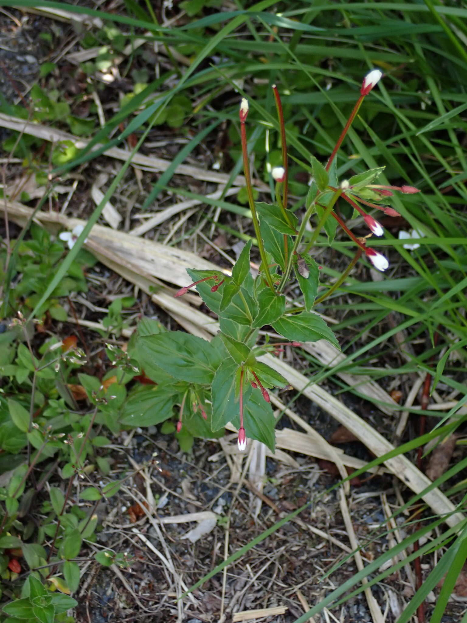 Image de Epilobium amurense Hausskn.