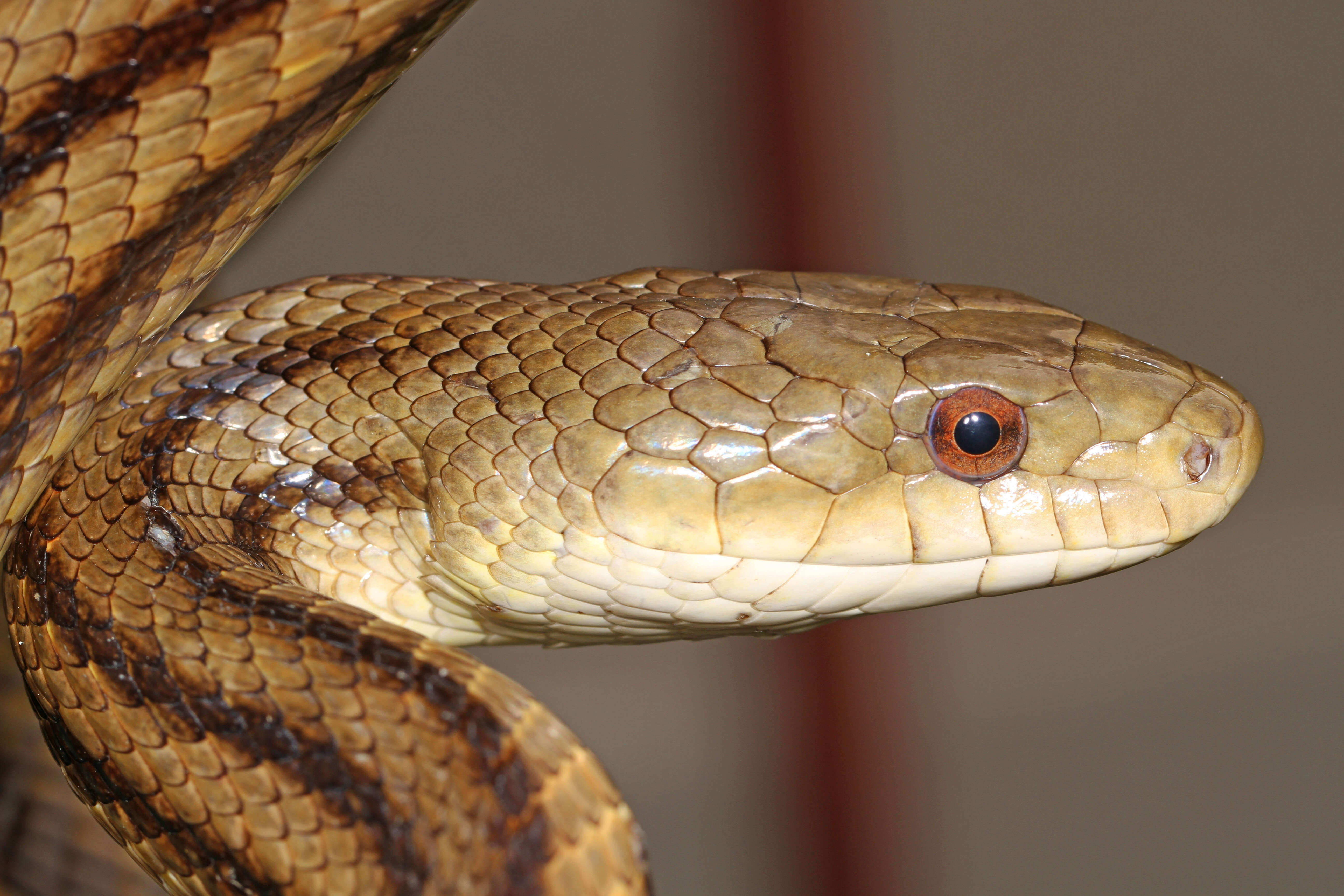 Image of Rat snakes