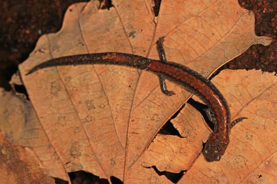 Image of Eastern Red-backed Salamander