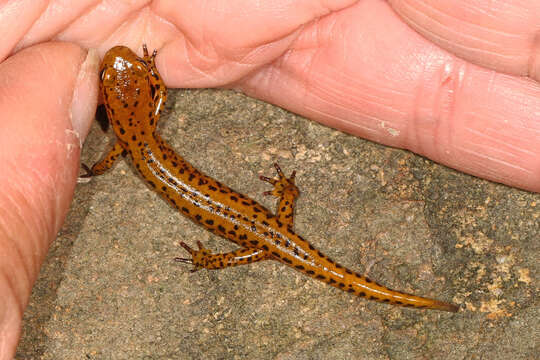 Image of Longtail Salamander