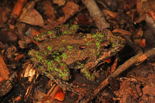 Image of Northern Cricket Frog