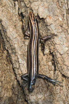 Image of Common Five-lined Skink