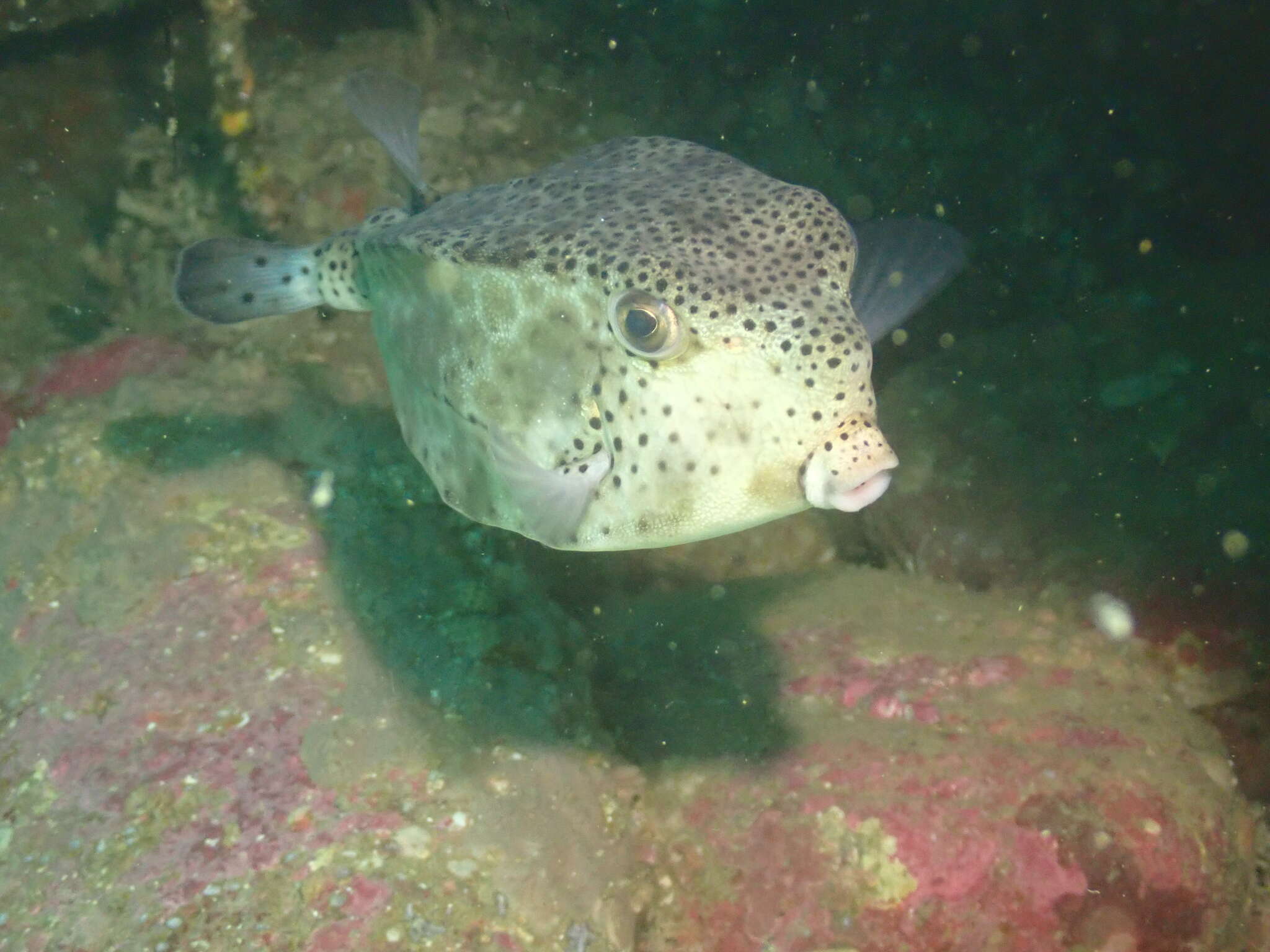 Image of Horn-nosed boxfish