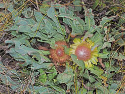 Image de Protea laevis R. Br.