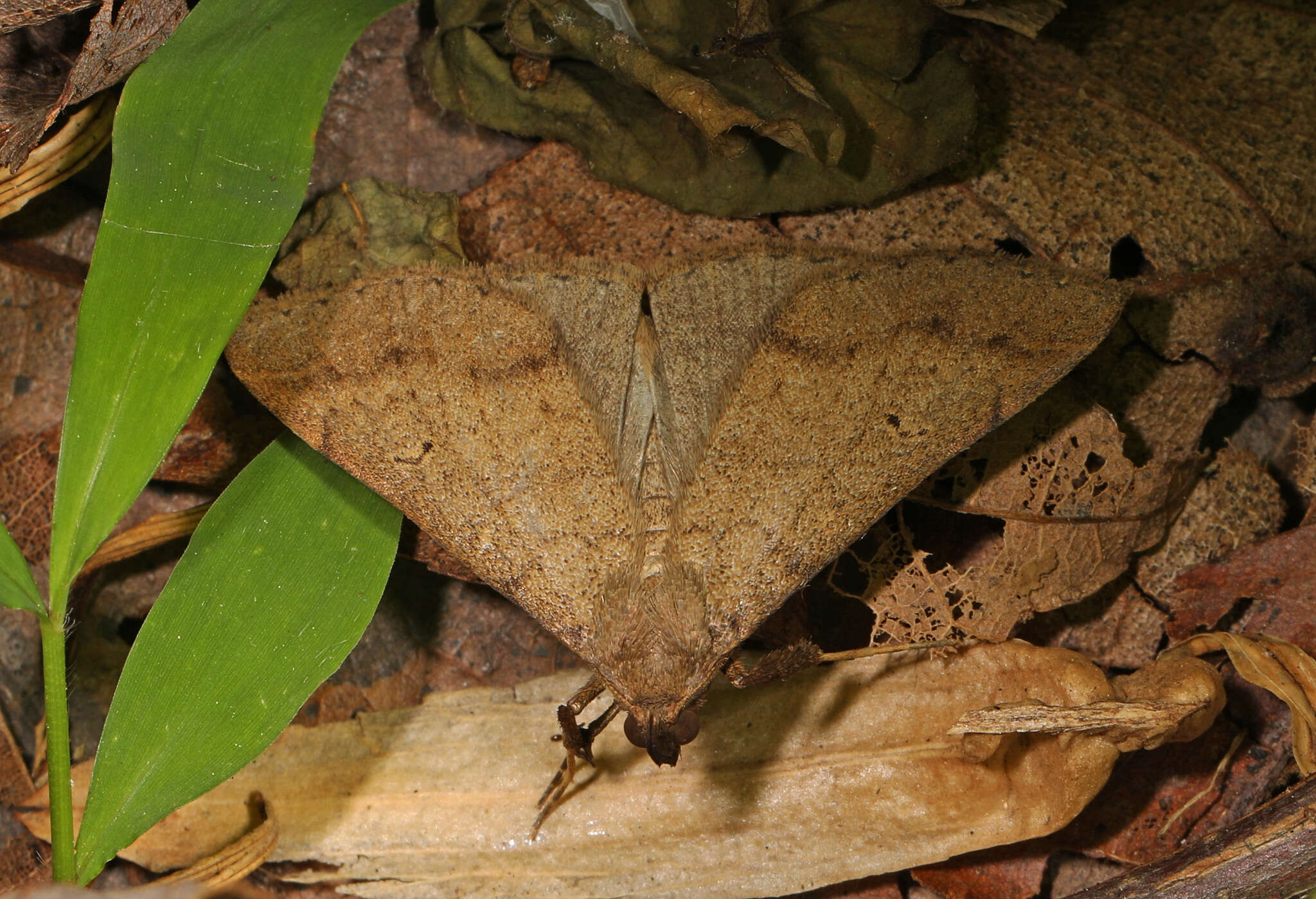 Image of Discolored Renia Moth