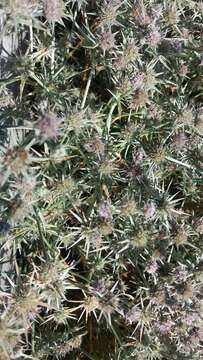 Eryngium aristulatum subsp. parishii (Coulter & Rose) R. M. Beauchamp resmi