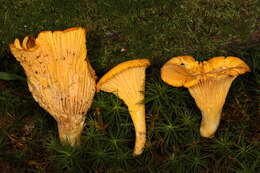 صورة Cantharellus tenuithrix Buyck & V. Hofst. 2011