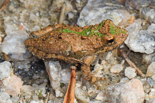 Image of Northern Cricket Frog