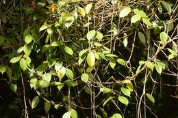 Image of Hoya wightii Hook. fil.