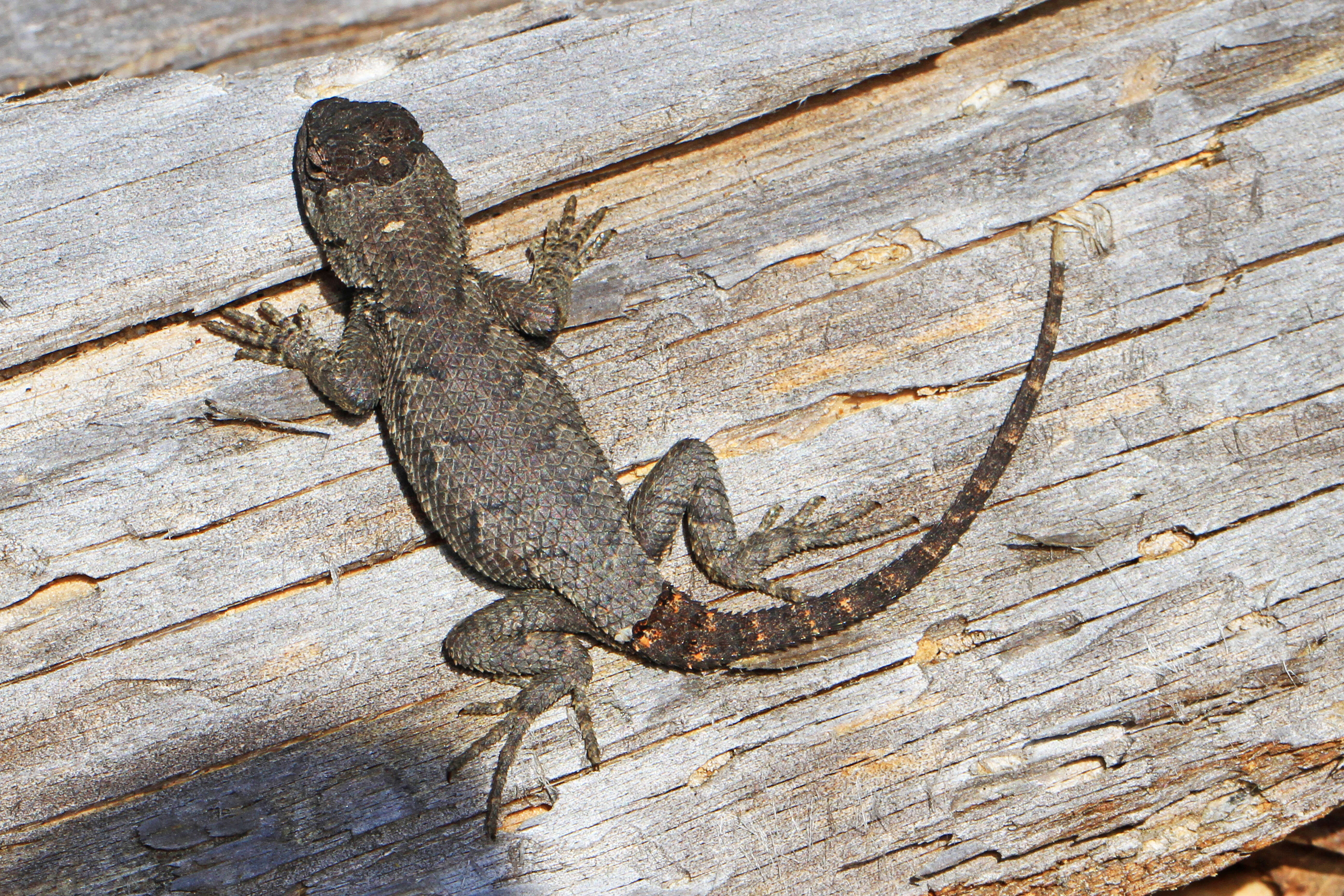 Image of Eastern Fence Lizard
