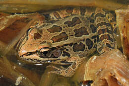 Image of pickerel frog