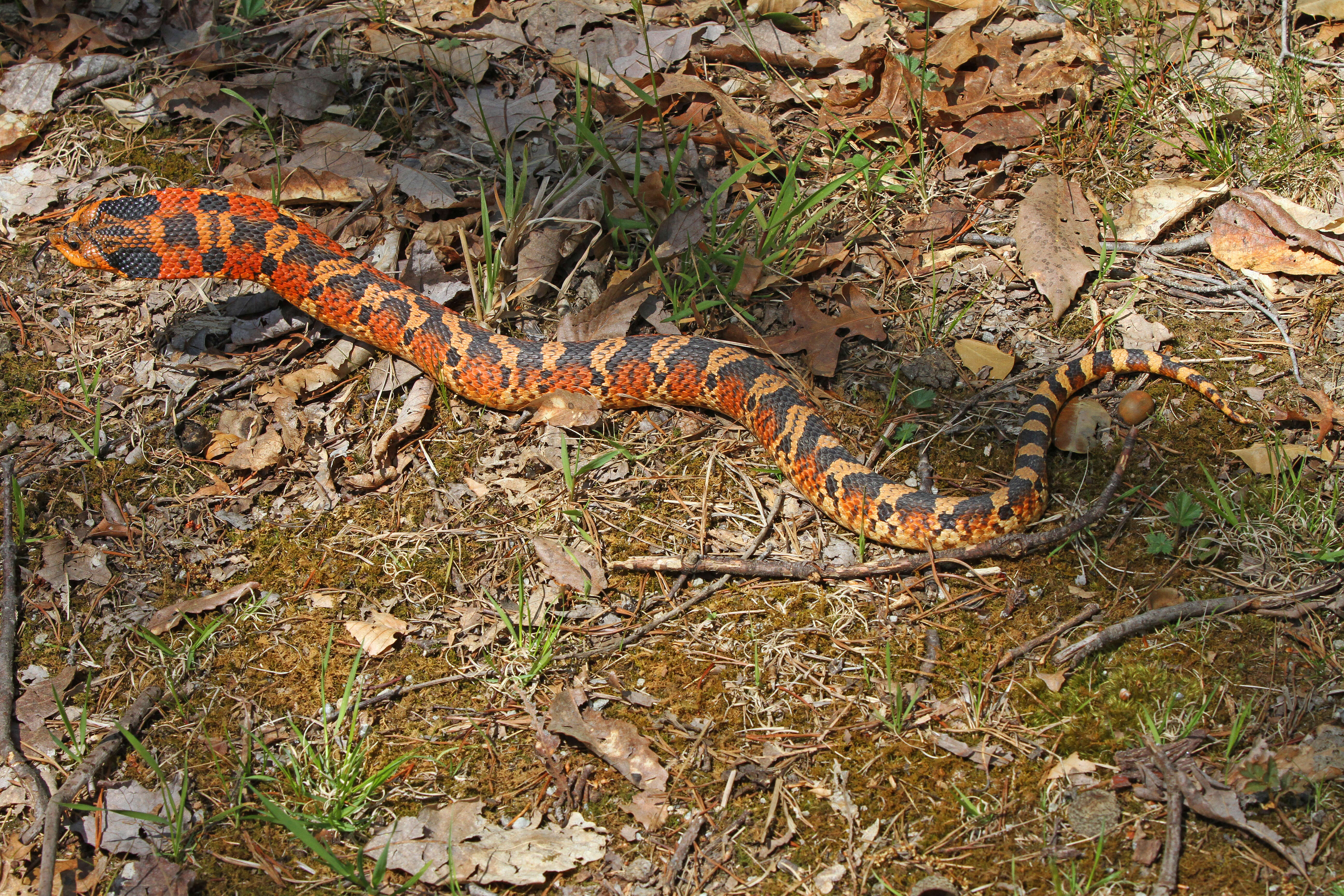 Image of North American Hog-nosed Snakes