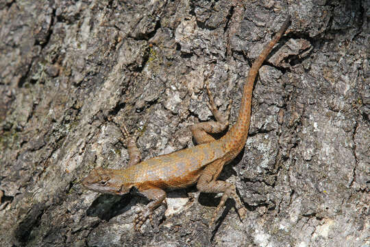 Image of Eastern Fence Lizard