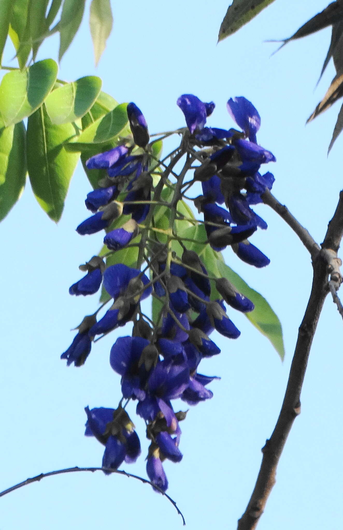 Image of Bolusanthus