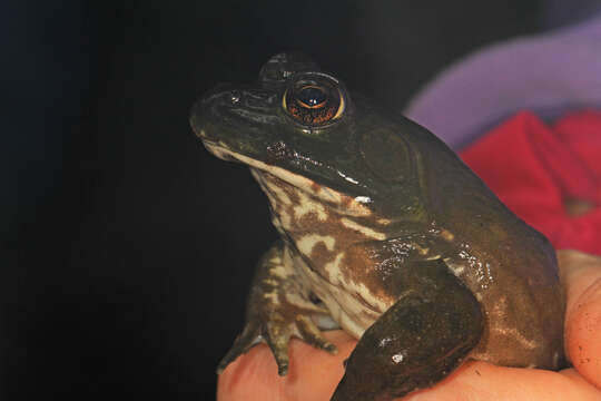 Image of American Bullfrog