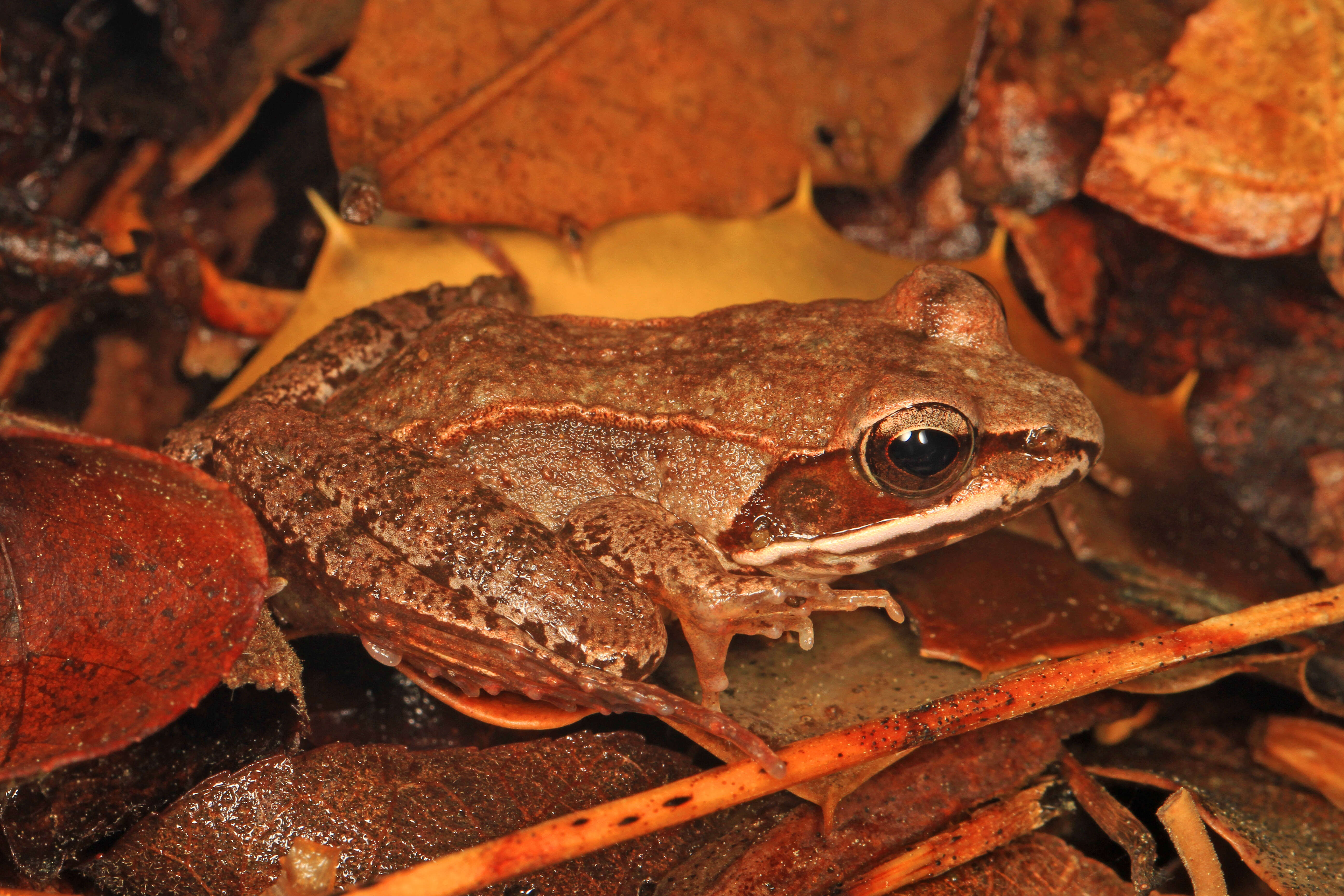 Lithobates sylvaticus (Le Conte 1825) resmi