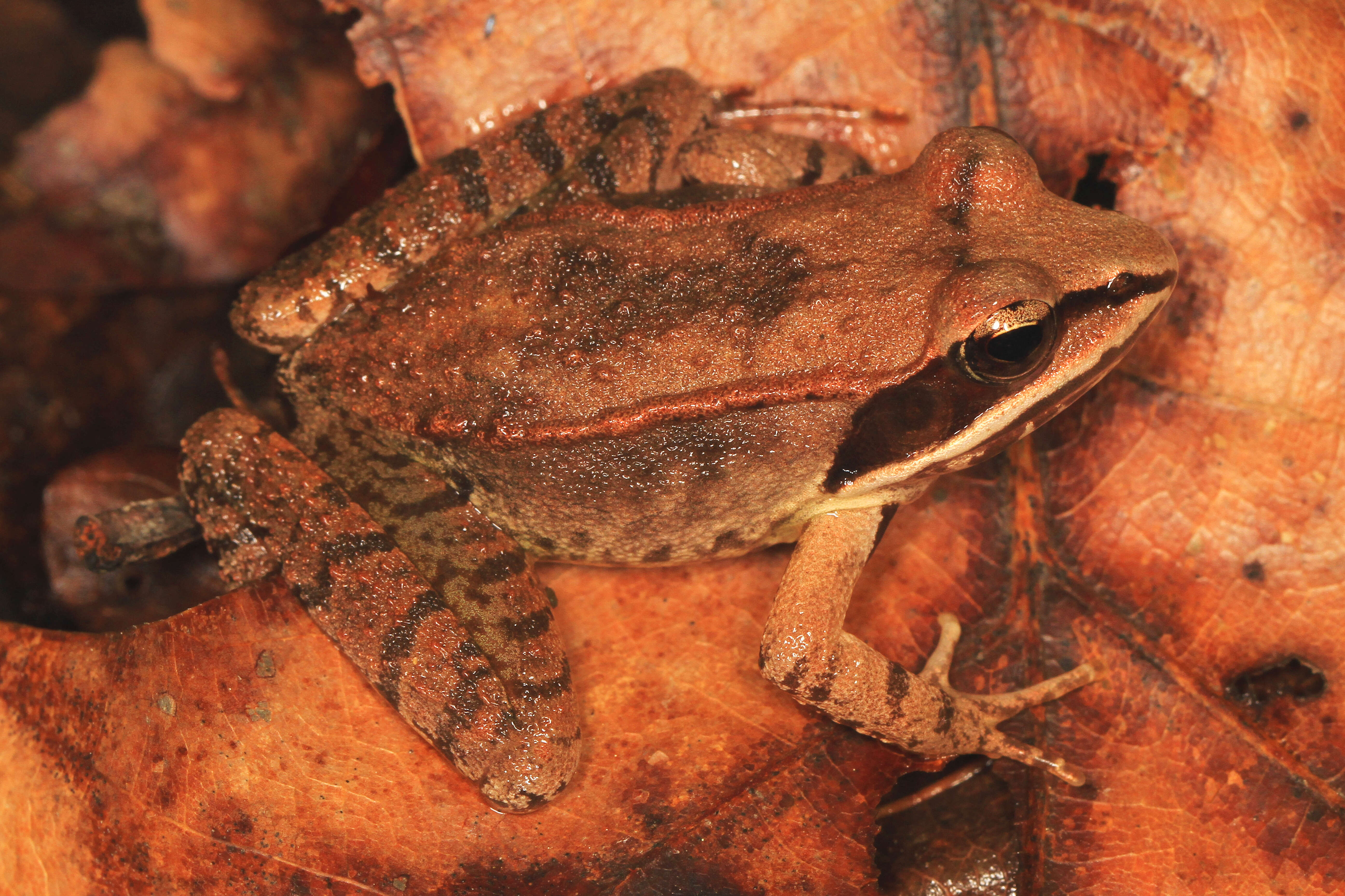 Lithobates sylvaticus (Le Conte 1825) resmi